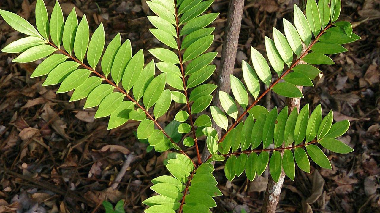Tongkat Ali Eurycoma longifolia