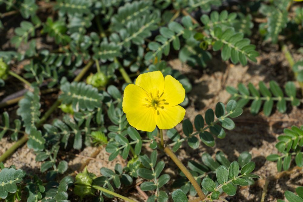 Tribulus terrestris flower