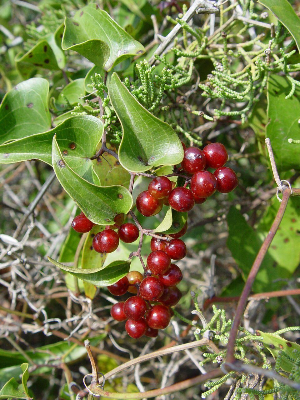 Smilax plant and berries