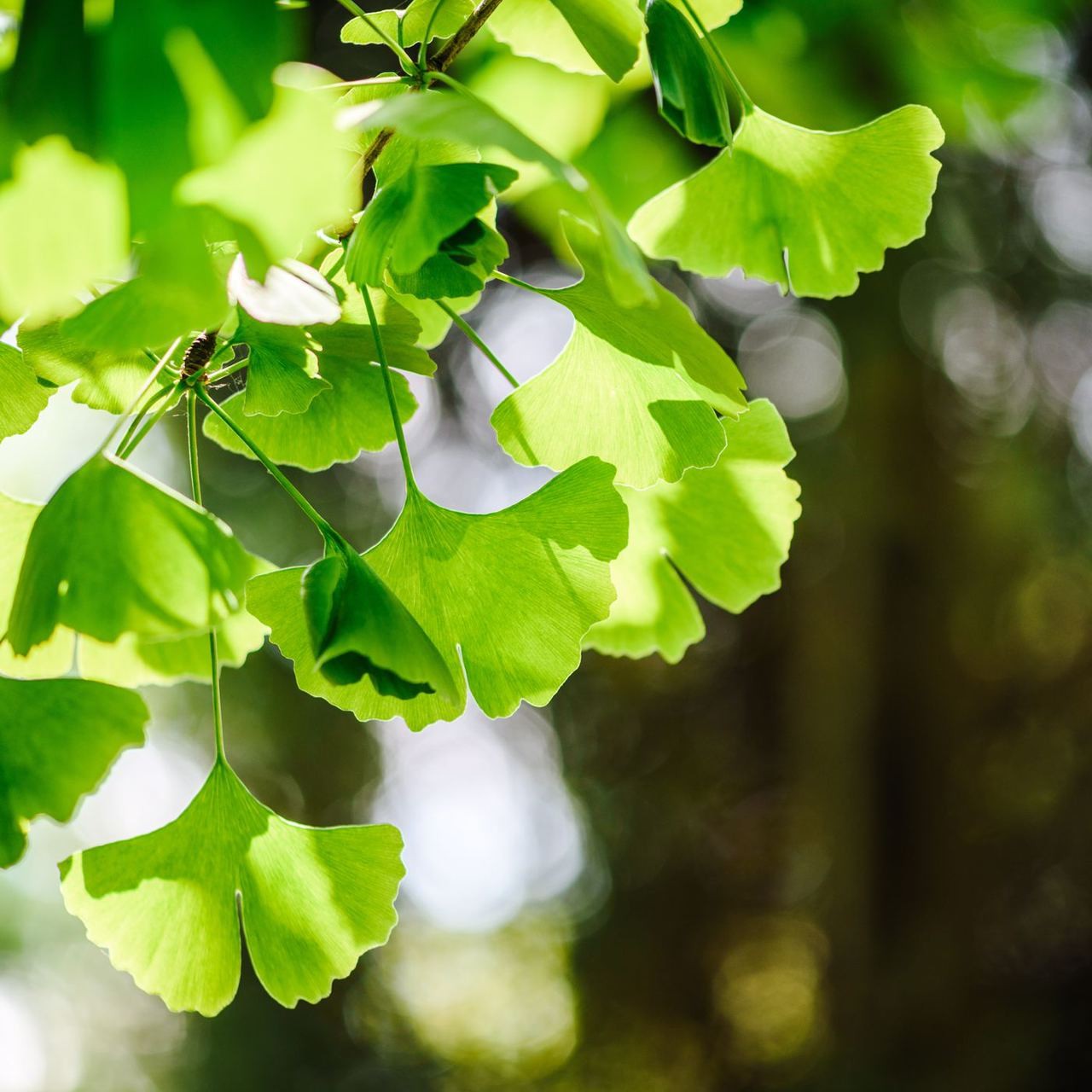 Ginkgo biloba leaves